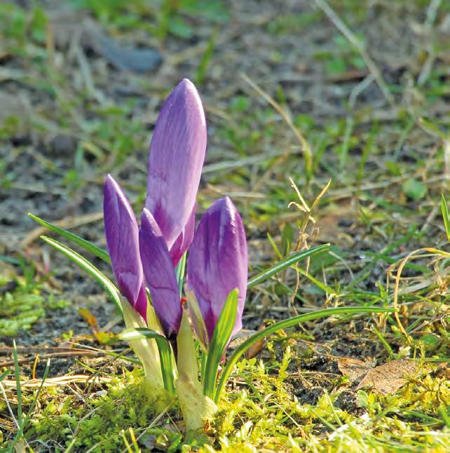 fleurs