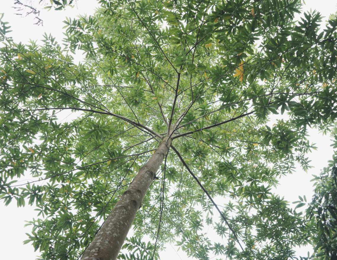 arbre