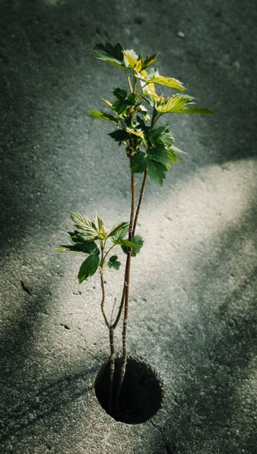 plante